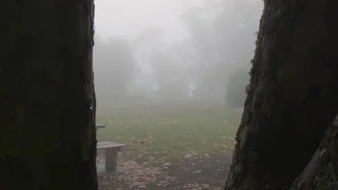 Foggy Park - Looking between two trees - Blue Mountains NSW - Moody atmosphere Stock Footage 194524288