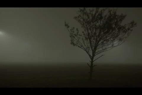 Foggy park with a tree Stock Footage 297582559