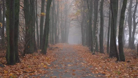 Foggy path in autumn forest Stock Footage 142678745