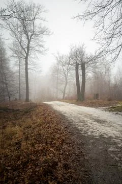 Foggy Path Through the Woods Stock Photos