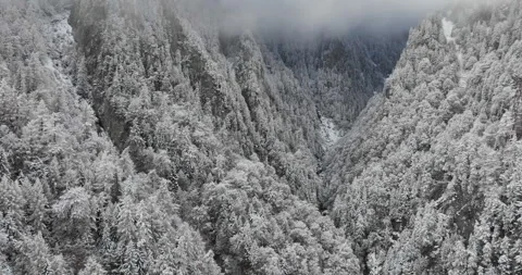 Foggy Pine Canyon in Winter Stock Footage 305152134