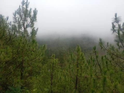 Foggy Pine Forest Canopy With Heavy Mist and Green Trees Stock Photos