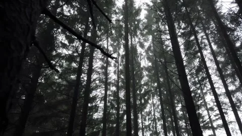 Foggy Pine forest closeup looking up at the trees slowmotion Stock Footage 268707425