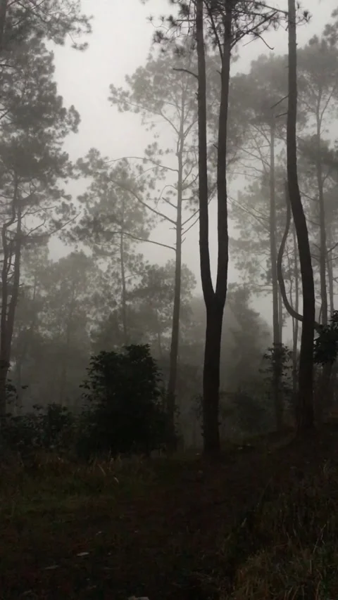 Foggy Pine Forest in the Mountain Highlands of Indonesia Stock Footage 344686482