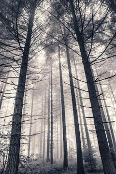 Foggy Pine Forest Stock Photos