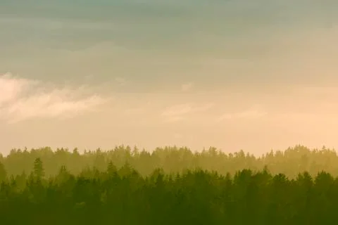 Foggy pine forest Stockfoto's