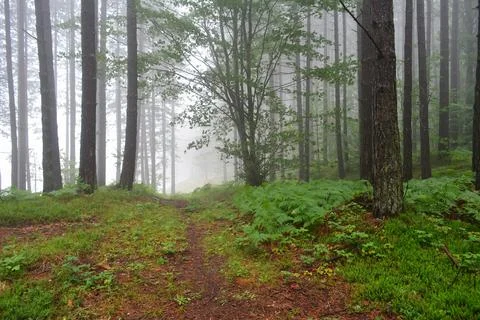 Foggy pine forest Stock Photos