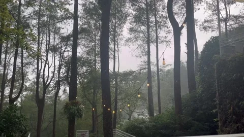 Foggy Pine Forest Still Shot with Hanging Garden Lights in a Tranquil Morning At Stock Footage 307878586