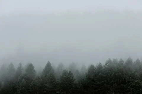 Foggy pine tree forest in the mountains Stock Photos