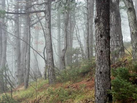 Foggy pine tree forest Stockfoto's