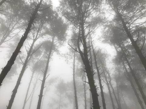 Foggy pine tree forest with streaming light Foto stock