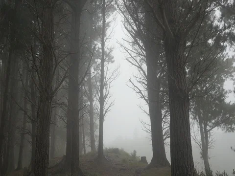 Foggy Pine Tree Hill 2 Video stock 76826630
