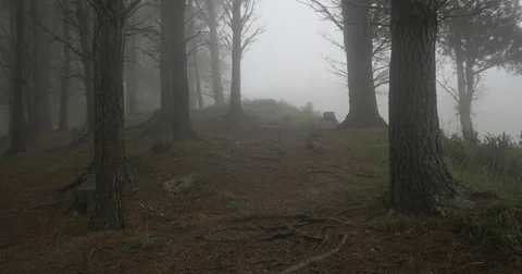 Foggy Pine Tree Hill Stock Footage 76827946