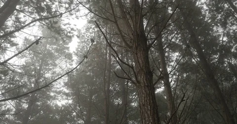 Foggy Pine Tree Pan Stock Footage 76827247