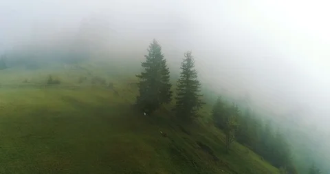 Foggy rainforest in mountains Stock Footage 128699722