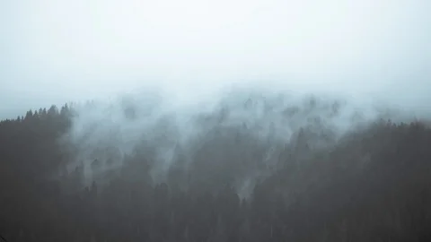 Foggy rainforest in mountains Stock Footage 128699976