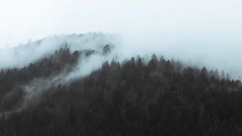 Foggy rainforest in mountains Stock Footage 128699989