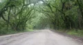 foggy rainy tree canopy dirt road Vidéos HD