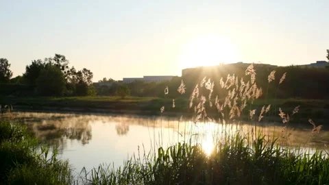 The foggy river on golden hour, the rees on foreground Stock Footage 244401080