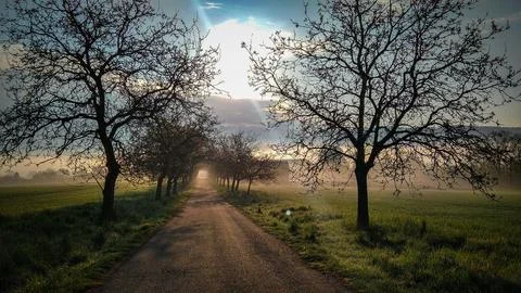 Foggy road between trees in a spring field Stockfoto's