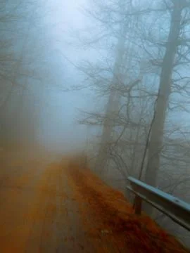 Foggy road in the forest Stock Photos
