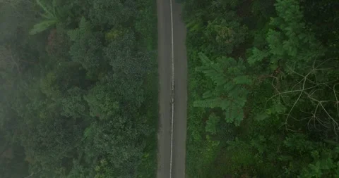 A foggy road passing through a dense green forest with various plants and trees Stockbeeldmateriaal 276090431
