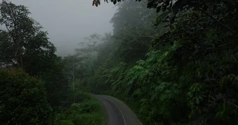 A foggy road passing through a dense green forest with various plants and trees Stock Footage 276451254