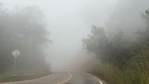 Foggy Road in a Pine Forest Stock Footage 296353737