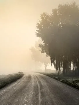 A foggy road winds through the trees early in the morning Фото