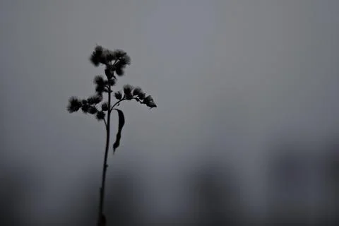 Foggy sadness Stockfoto's