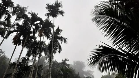 Foggy scenery rises from tall betel trees, coconut tree, and gray sky. Stock Photos