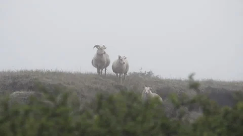 Foggy Sheep Stock Footage 171784297