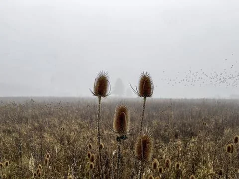 A foggy silhouetted tree framed of two plants at a foggy field with blurry birds Stock Photos
