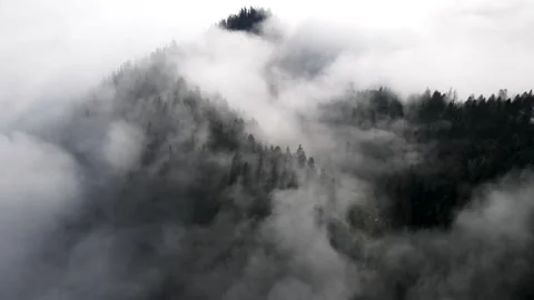 Foggy Smoky Forest Stock Footage 337537285