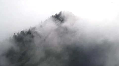 Foggy Smoky Forest 스톡 동영상 342912606