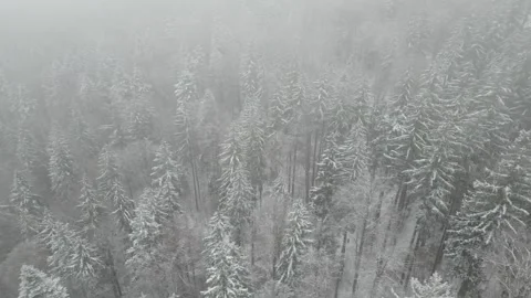 Foggy Snow-Covered Pine Forest Stock Footage 300506956