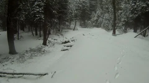Foggy Snowy Forest Fly Through Stock Footage 11128862
