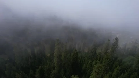 Foggy spruce forest Stock Footage 213253784