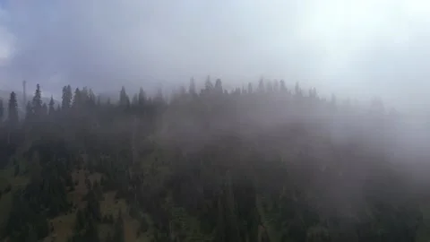 Foggy spruce forest in the mountains Stock Footage 236974577