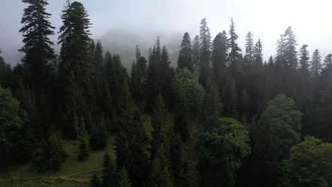Foggy spruce forest in the mountains Stock Footage 243700872