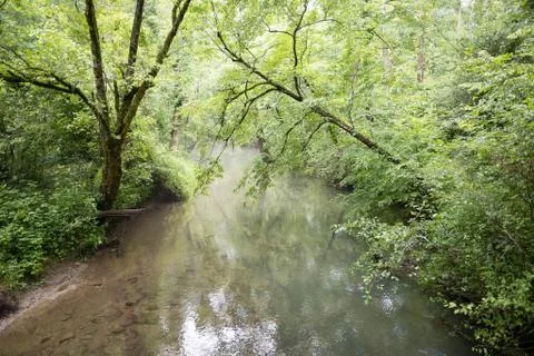 Foggy Stream Stock Photos