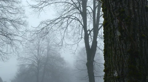 Foggy street Stock Footage 45522194