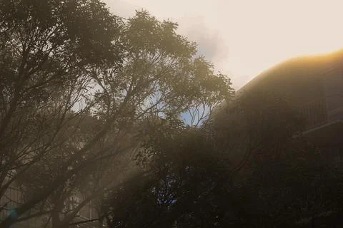 Foggy Sunlight Through Eucalyptus Trees  May 25, 2011 Stock Photos