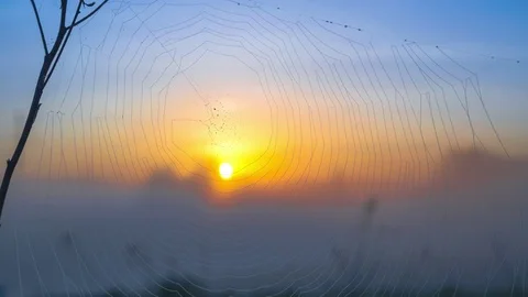 Foggy sunrise thgrough the web Stock Footage 76044300