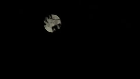 Foggy Super Moon Behind Trees Stock Footage 301575328