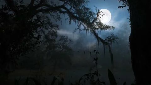 Foggy swamp 스톡 동영상 202053333