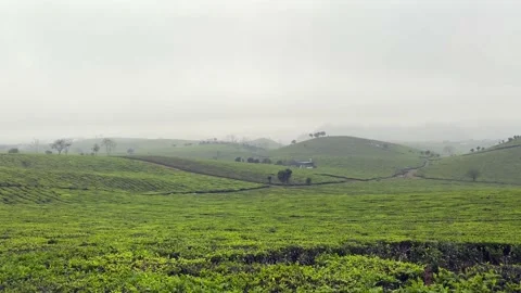 Foggy tea farm Stock Footage 150255080
