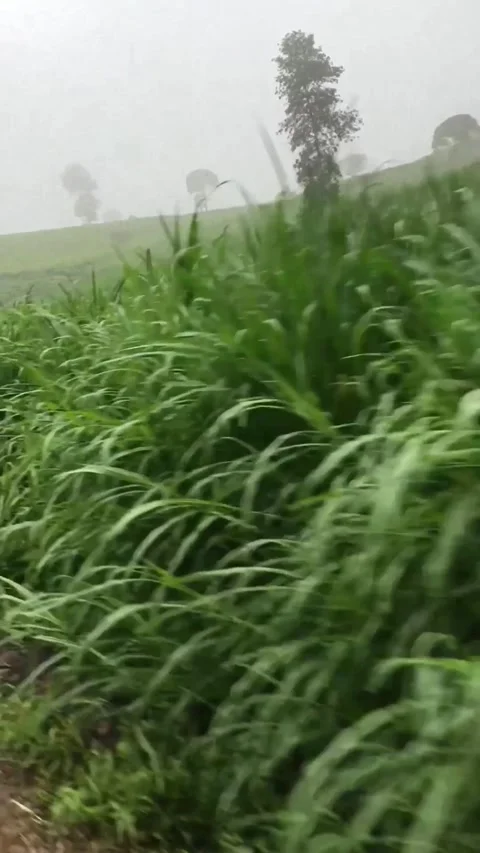 Foggy In the tea garden forest Stock Footage 280007592