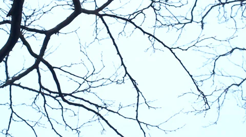 Foggy Tree Branches Stock Footage 36269149