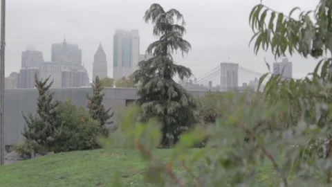 Foggy Tree in Brooklyn Bridge Park with Manhattan Skyline, Bridge Stock Footage 345843567